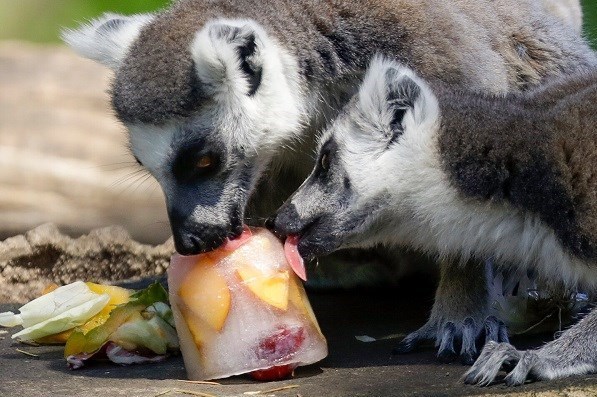 14010131155217412251737610 - تغذیه حیوانات یک باغ وحش مکزیک با خوراکی‌های یخی/ تصاویر