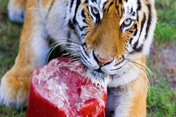 14010131155240396251737710 - تغذیه حیوانات یک باغ وحش مکزیک با خوراکی‌های یخی/ تصاویر
