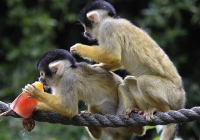 جزئیات بیماری آبله میمون / موردی از ابتلا در ایران گزارش نشده است
