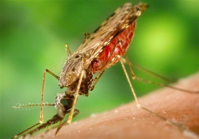 شناسایی 2 فرد مبتلا به مالاریا در اهواز