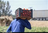 سالانه 500 هزار کارگر فصلی در بخش کشاورزی استان لرستان کار می‌کنند