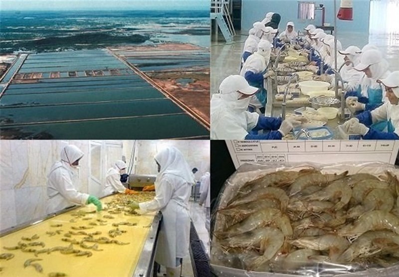 ساماندهی فرآیندها برای توسعه صادرات میگو و ماهی خشک از قشم