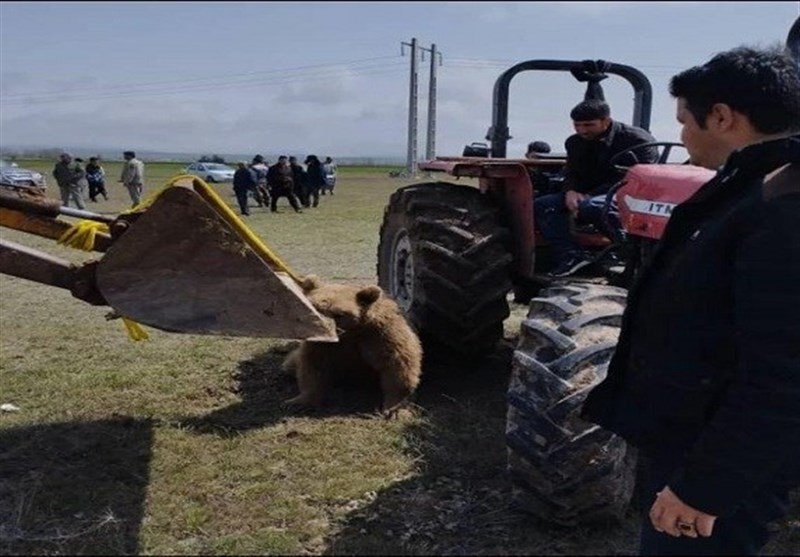 سازمان محیط زیست: اهالی روستا خرس قهوه‌ای را با تراکتور له کردند!