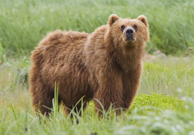 رصد هشتمین قلادۀ خرس قهوه‌ای در لرستان