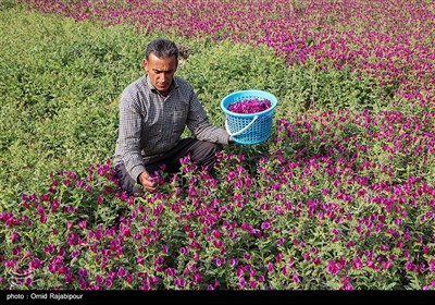 اشکورات پایتخت گل گاو زبان ایران