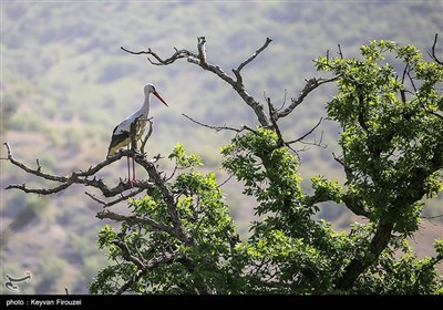 طيور اللقلق البيضاء في غابات البلوط غرب سنندج