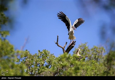 طيور اللقلق البيضاء في غابات البلوط غرب سنندج