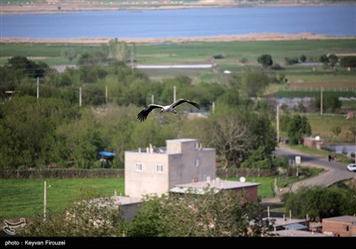 طيور اللقلق البيضاء في غابات البلوط غرب سنندج