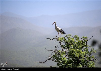 Storks Nest in Iran’s Marivan