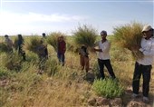غفلت از فرصت صادرات گیاهان دارویی درآمدزا در استان خراسان جنوبی/کاهش 40 درصدی محصول خاکشیر