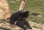 کشته شدن فجیع خرس قهوه‌ای در آمل + فیلم