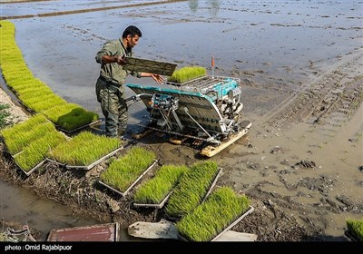 نشاء مکانیزه برنج در رودسر - گیلان