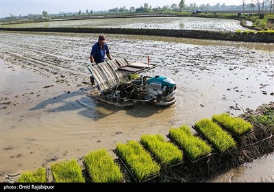 نشاء مکانیزه برنج در رودسر - گیلان