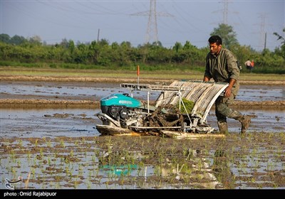 نشاء مکانیزه برنج در رودسر - گیلان