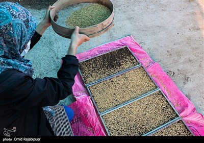 نشاء مکانیزه برنج در رودسر - گیلان