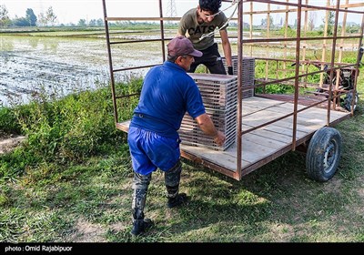 نشاء مکانیزه برنج در رودسر - گیلان