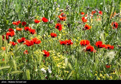 طبیعت بهاری منطقه تاریخی کاظم داشی ارومیه