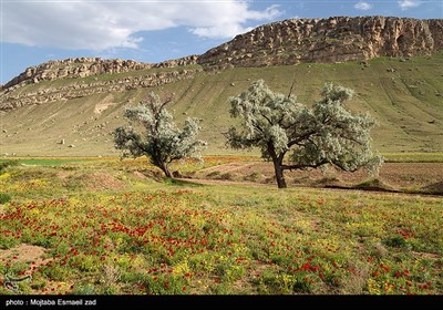 طبیعت بهاری منطقه تاریخی کاظم داشی ارومیه