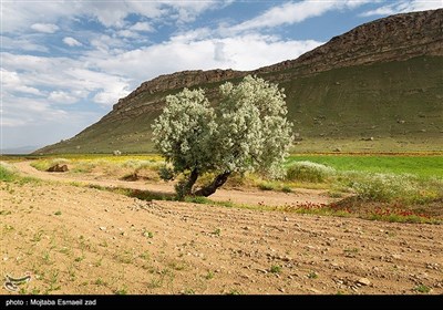 طبیعت بهاری منطقه تاریخی کاظم داشی ارومیه