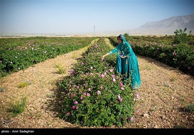 عنوان جشنواره گل و گلاب میمند - فارس 