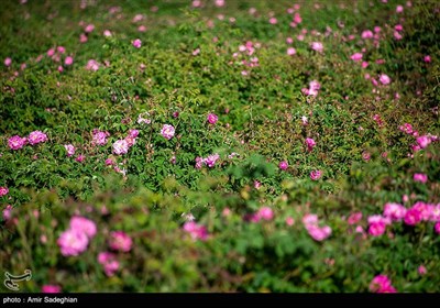 جشنواره گل و گلاب میمند - فارس 