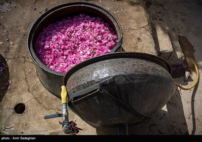 جشنواره گل و گلاب میمند - فارس 