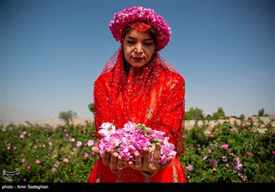 جشنواره گل و گلاب میمند - فارس 