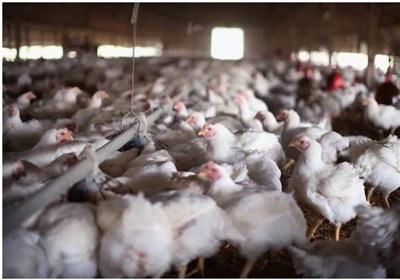  هشدار دامپزشکی: تمام مزارع مرغ گوشتی و تخمگذار علیه آنفلوآنزا واکسینه شوند 