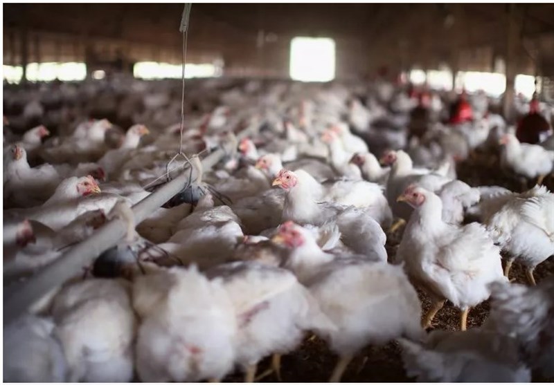 هشدار دامپزشکی: تمام مزارع مرغ گوشتی و تخمگذار علیه آنفلوآنزا واکسینه شوند
