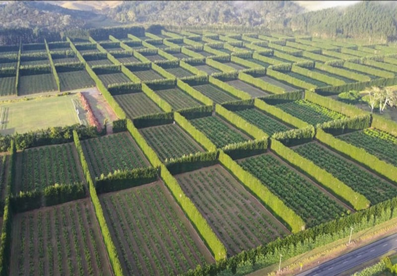 طرح ملی ایجاد بادشکن مزارع کشاورزی در محاق