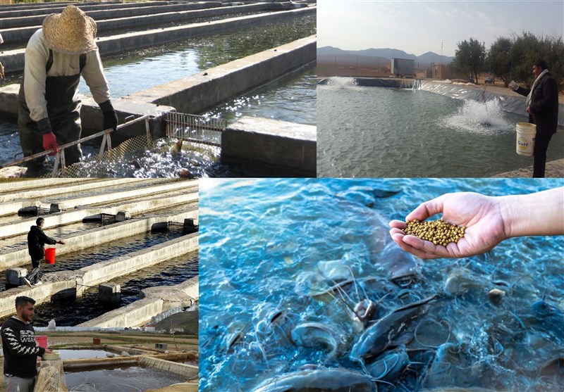 گزارش|مشکلی برای تامین خوراک آبزی‌پروران استان کردستان نداریم/ وابستگی بخشی از نهاده‌های تولید به واردات