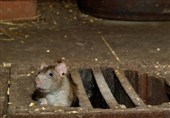 موش‌ها نقشی در تولید بیماری‌های ناشناخته آینده ندارند!