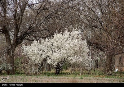 شکوفه های بهاری ابهر - زنجان