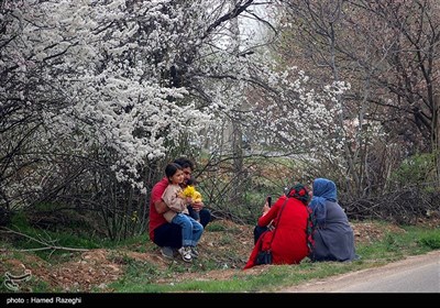 شکوفه های بهاری ابهر - زنجان