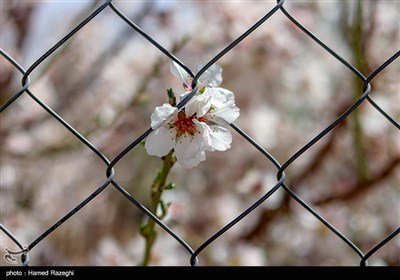 شکوفه های بهاری ابهر - زنجان