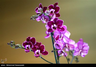 معرض الزهور الدولي في طهران