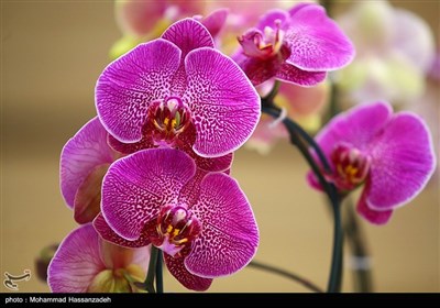 هجدهمین نمایشگاه بین‌المللی گل و گیاه تهران