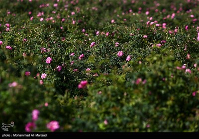 برداشت گل محمدی در قم