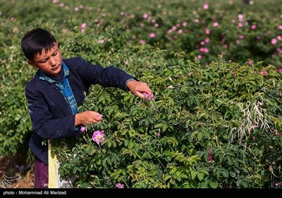 برداشت گل محمدی در قم