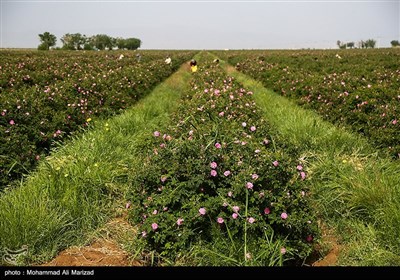 برداشت گل محمدی در قم