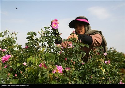 برداشت گل محمدی در قم