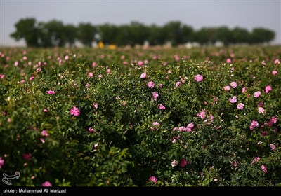 برداشت گل محمدی در قم