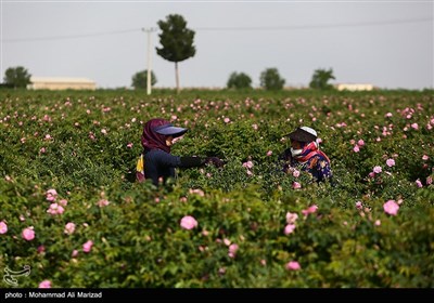 برداشت گل محمدی در قم