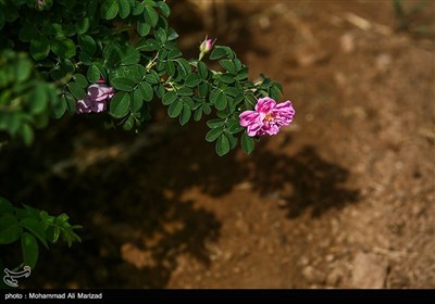 برداشت گل محمدی در قم