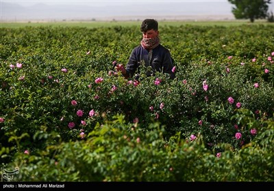 برداشت گل محمدی در قم