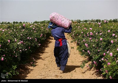 برداشت گل محمدی در قم