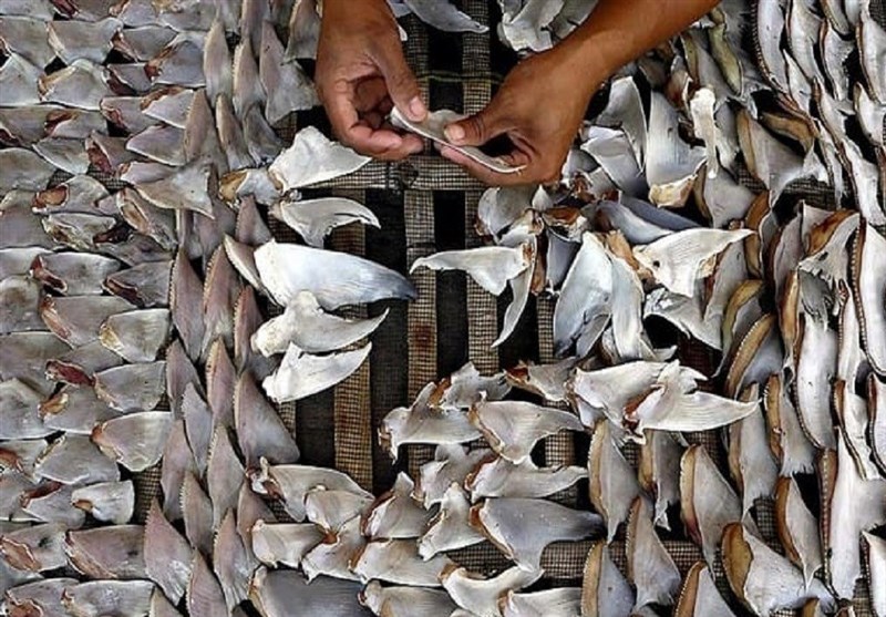 کشف محموله بزرگ قاچاق باله کوسه ماهی در آب‌های جزیره کیش/ 6 نفر بازداشت شدند + فیلم