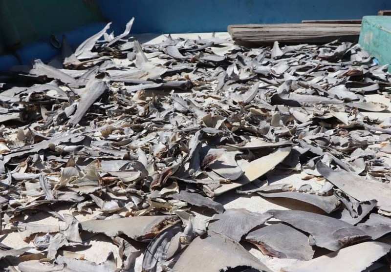 انهدام باند قاچاق باله کوسه ماهی در چابهار/ بیش از 16000 قطعه کوسه و باله قاچاق کشف شد