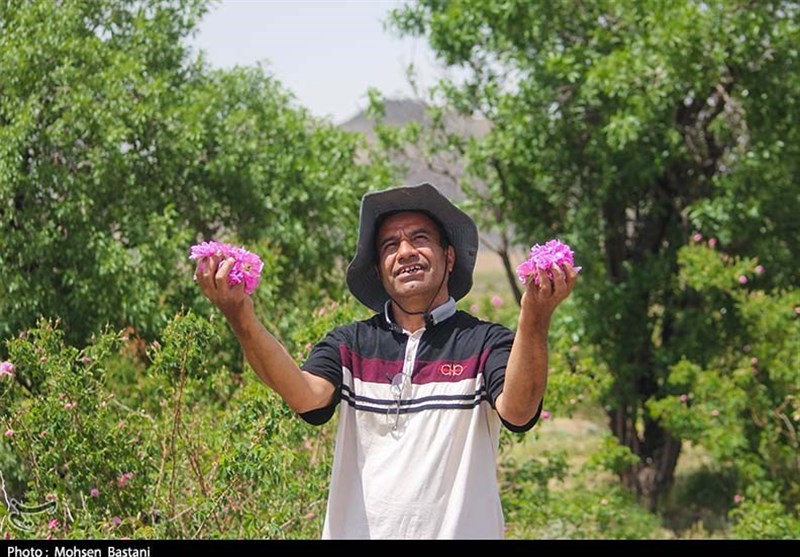 آغاز برداشت گلِ محمدی از مزارع محلات به روایت تصویر