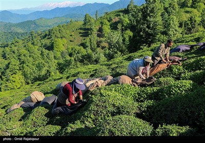 برداشت چای بهاره - گیلان